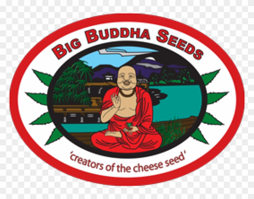 Out Of Stock King Kong Big Buddha Seeds - Big Buddha Seeds #1222412