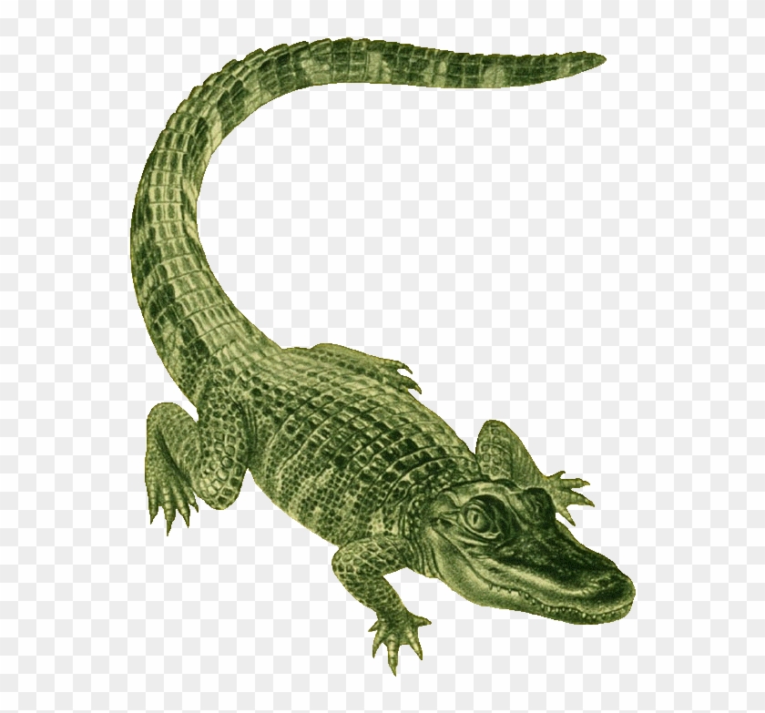 Alligator Clip Art - Alligator Green #1222525