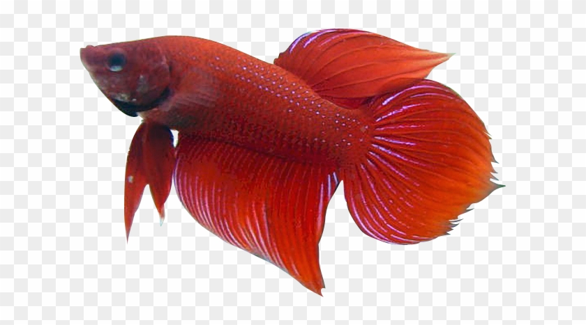 Betta Fish Clip Art - Red Betta Fish Clipart - Free Transparent PNG