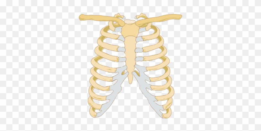 Rib Cage Images Png Images - Ribcage Of A Cat #1222921