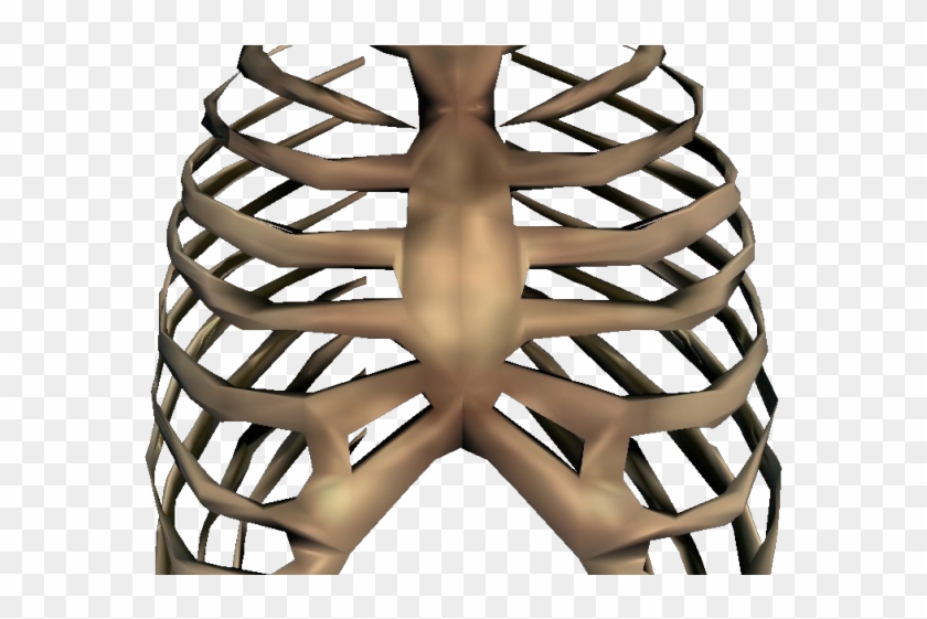 Rib Cage Png Transparent Images - Skeleton Rib Cage Png #1222940