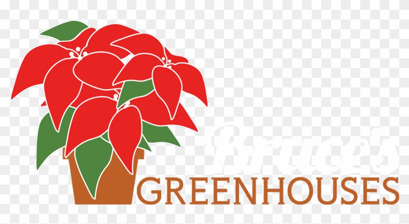 Carolina Poinsettias - Floral Design #1223207