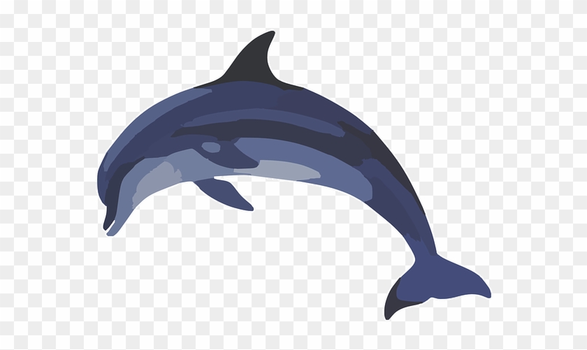 Common Bottlenose Dolphin Common Dolphin Clip Art - Dolphin Graphic #1223558