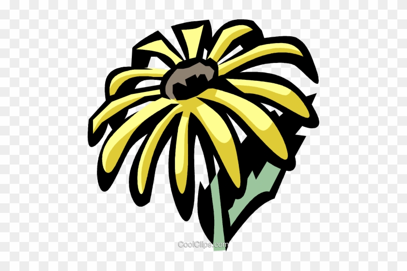 Black-eyed Susan - My Early Burglary Years #1223785