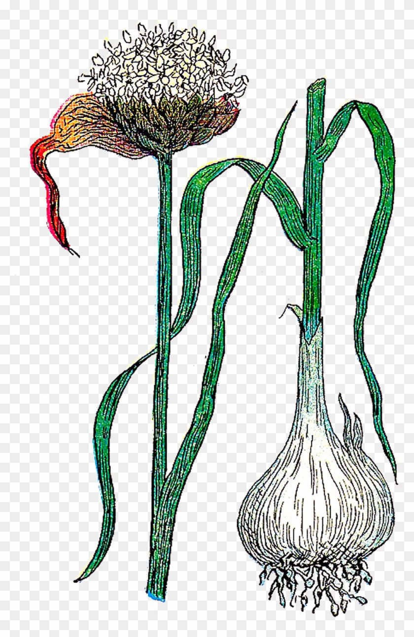This Is A Vintage 1916 Illustration Of A Garlic Plant - Illustration Garlic Botanical #1223965