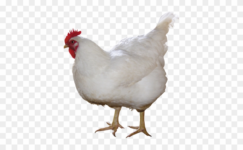 Chicken Thirty-one - Chicken Png #1224549