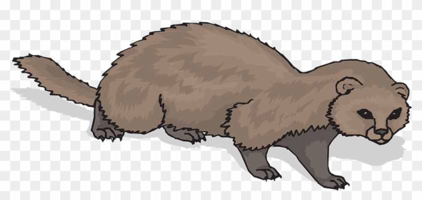 Ferret Clipart Clip Art - Ferret Clipart #1225395