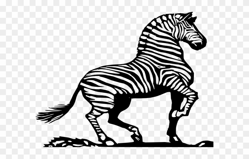 Zebra In Black And White #1225461