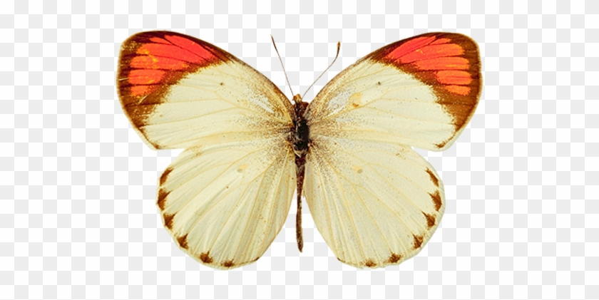 Butterfly Png Image - Butterfly Yellow Png #1225807