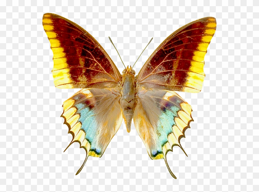 Png Image, Free Picture Download - Butterfly Clip Art Transparent #1225812