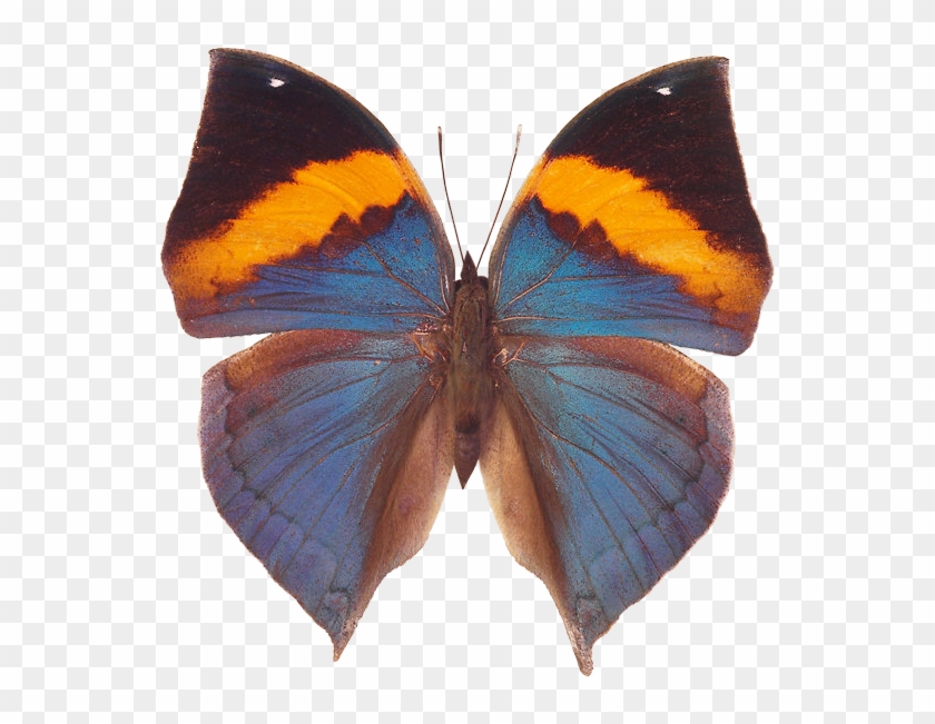 Butterfly Png - Butterflies And Moths #1225824