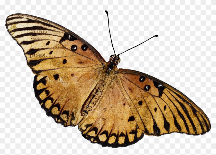 Com Monarch Butterfly Mascara Eyelash Curler Beauty - Portable Network Graphics #1225854