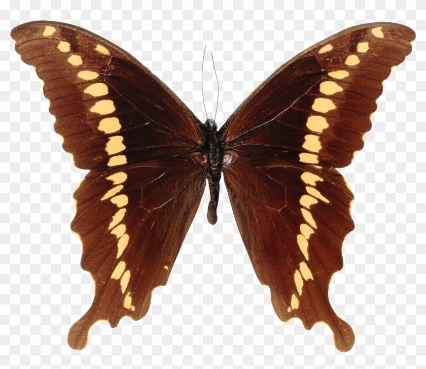 Butterfly Papilioninae Papilio Mackinnoni - Michelle Glennon - Nature 4 Canvas #1225863