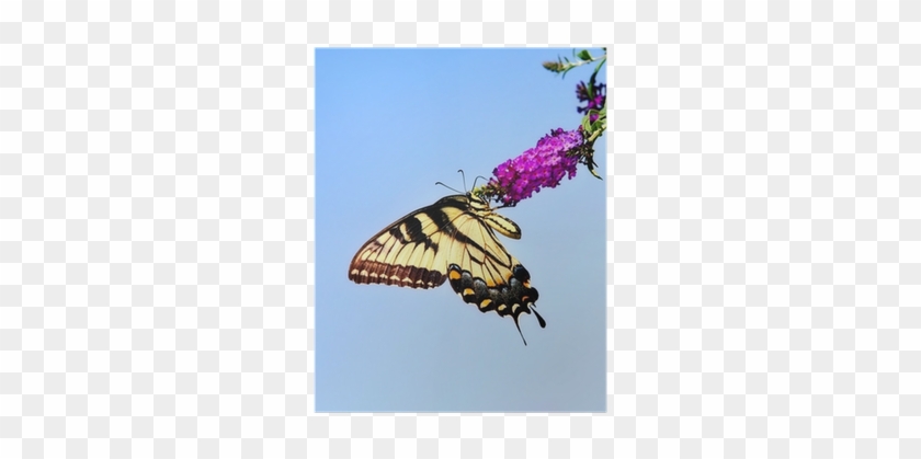 Eastern Tiger Swallowtail Butterfly On Butterfly Bush - Eastern Tiger Swallowtail #1225870