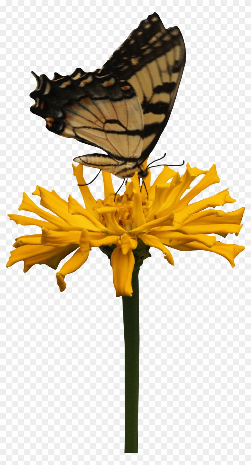 Yellow Zinnia And Butterfly Png By Thy Darkest Hour - Butter Fly Png #1225883