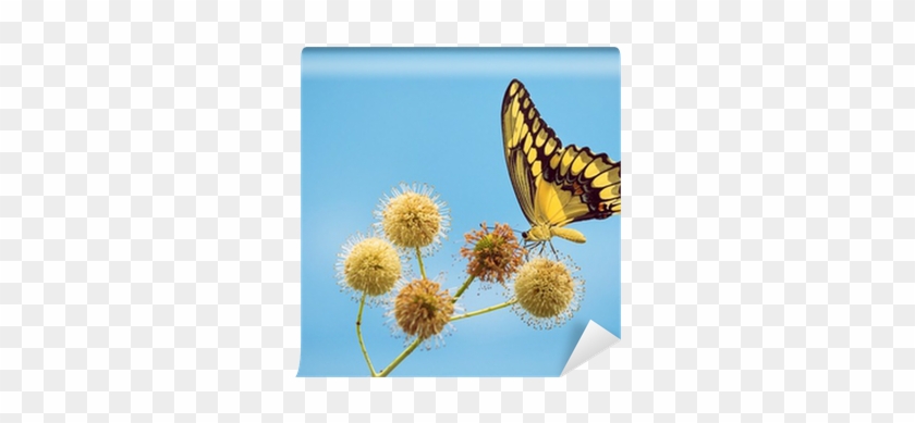 Giant Swallowtail Butterfly Feeding On Buttonbush Flowers - Buttonbush #1225892