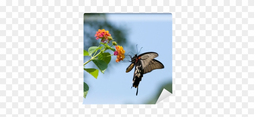 Swallowtail Butterfly Flying And Feeding Under Blue - Butterfly Flying #1225894