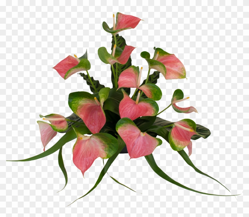 Anthurium Png Flowers #1225897