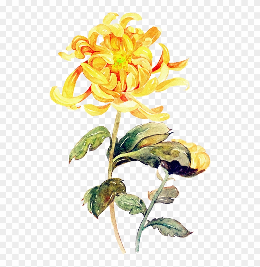 Watercolor Painting Chrysanthemum Illustration - 手繪 菊花 #1225956