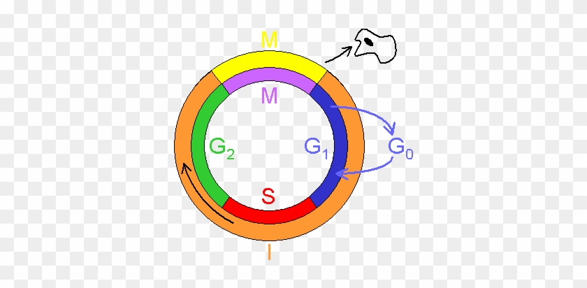 Biology Anchor Charts - Three Cell Cycle Checkpoints #1226723