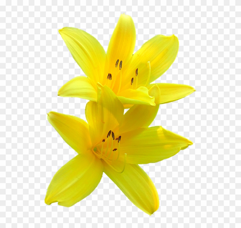 Pixel, White Lilies, Background - Yellow Lilies Png #1226822