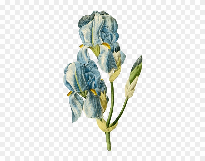 手绘盛开鸢尾花蓝色 - Pierre Joseph Celestin Redouté Iris Pale : Iris Pallida #1226826