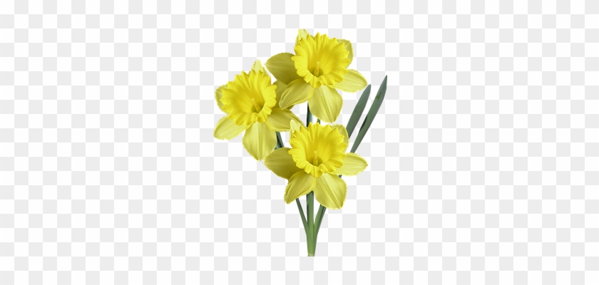 Kórházi Virágüzlet - Osterglocke Transparent #1226836