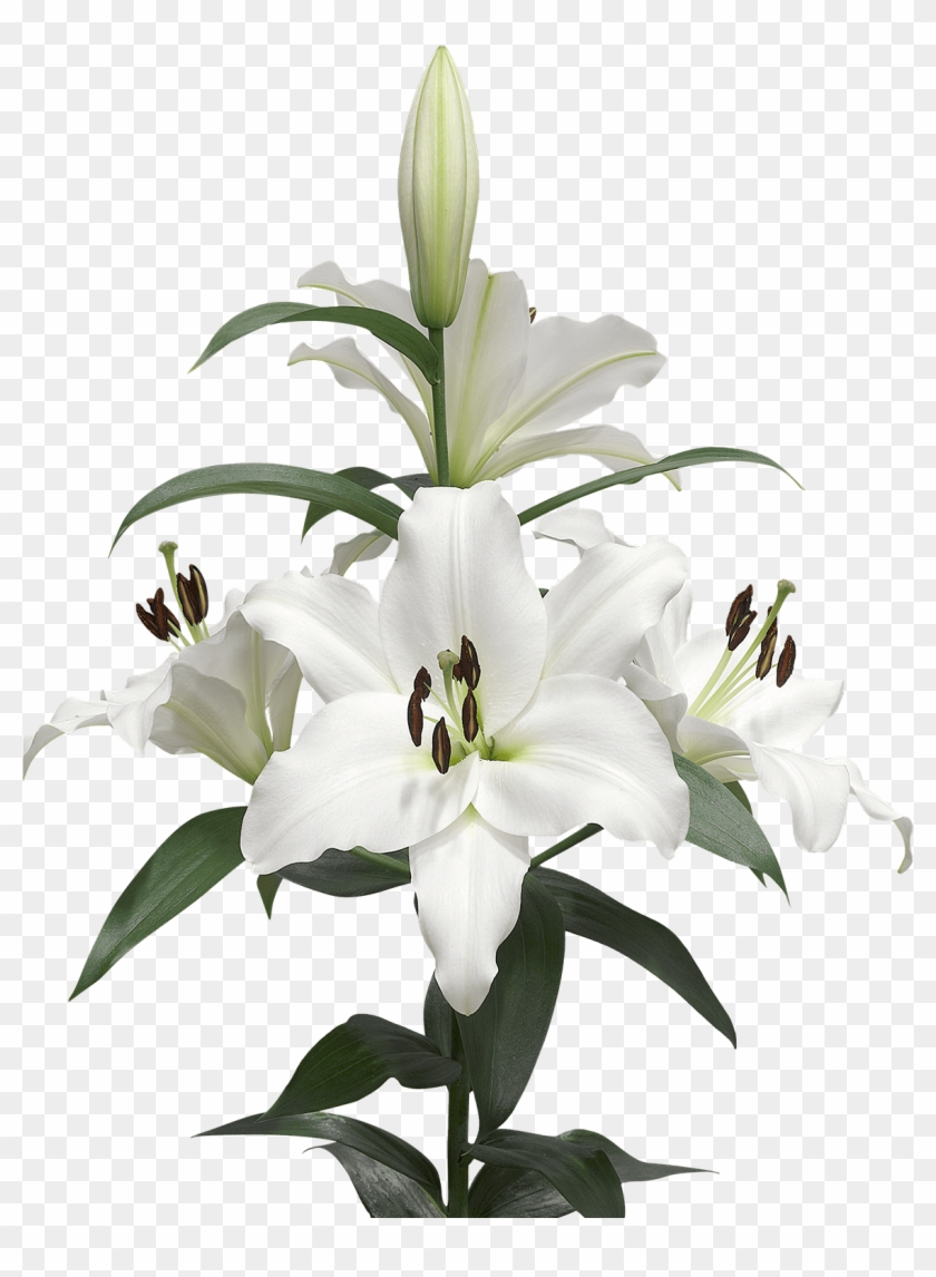 A Few Lilies Transparent Png - Lilies Png #1226843