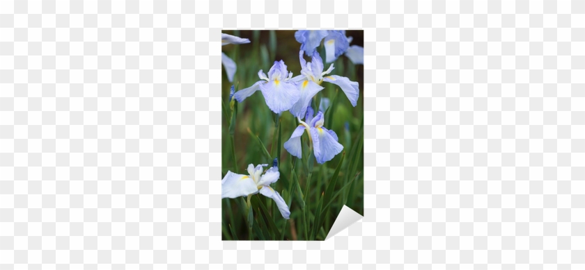 Vinilo Pixerstick Iris Luz Mizuno • Pixers® - Iris Japonica #1226842