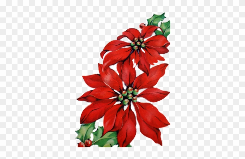 Poinsettia #1226840
