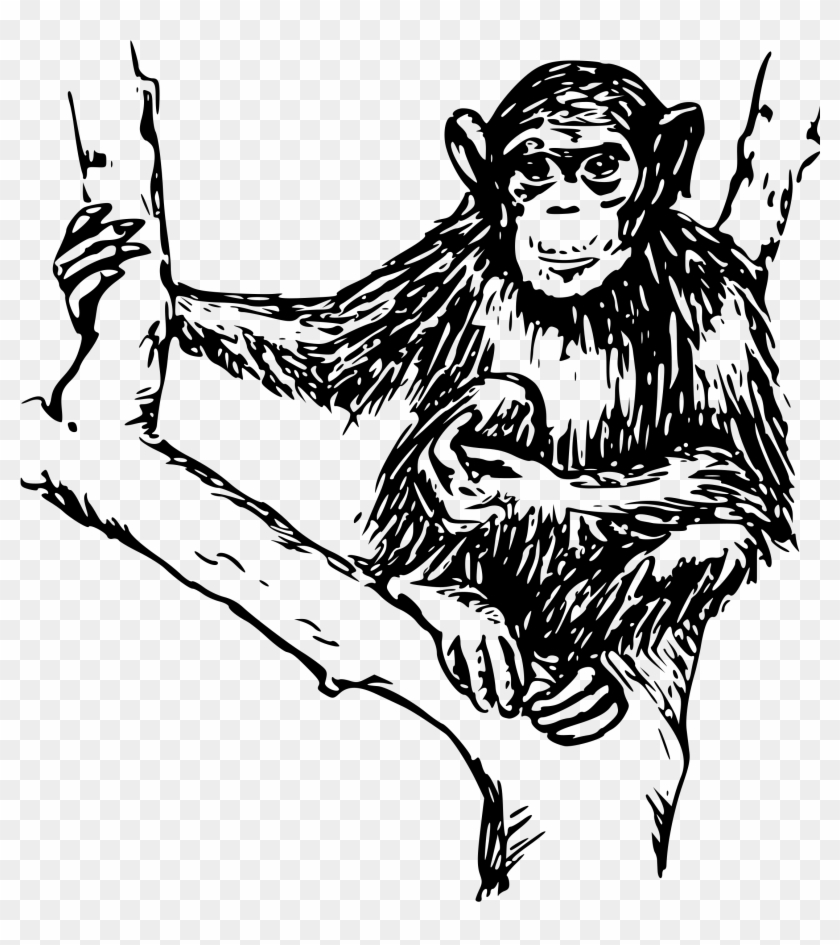 Art & Design, Biology - Chimpanzee In Black And White #1226847