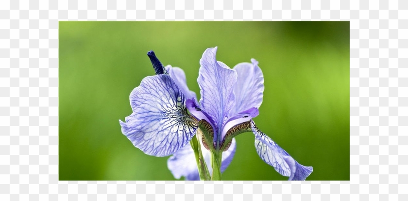 Iris Versicolor #1226845