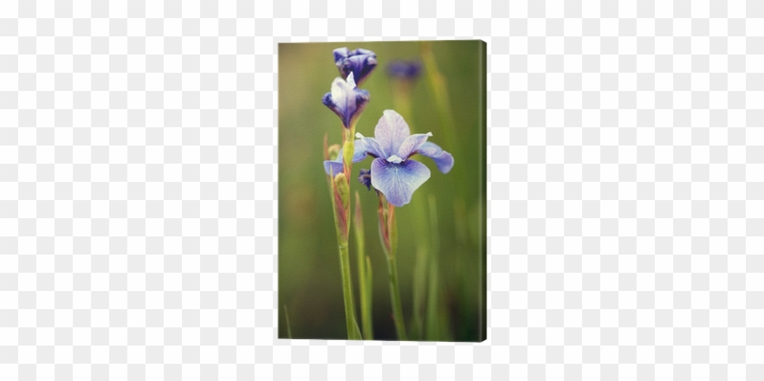 Iris Versicolor #1226846