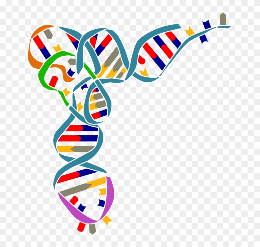 Synthetic Biology Klas Rh Klas Mpikg Mpg De - Secondary And Tertiary Structure Of Trna #1226849