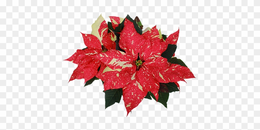 Jingle Bell Poinsettia - Christmas Day #1226850
