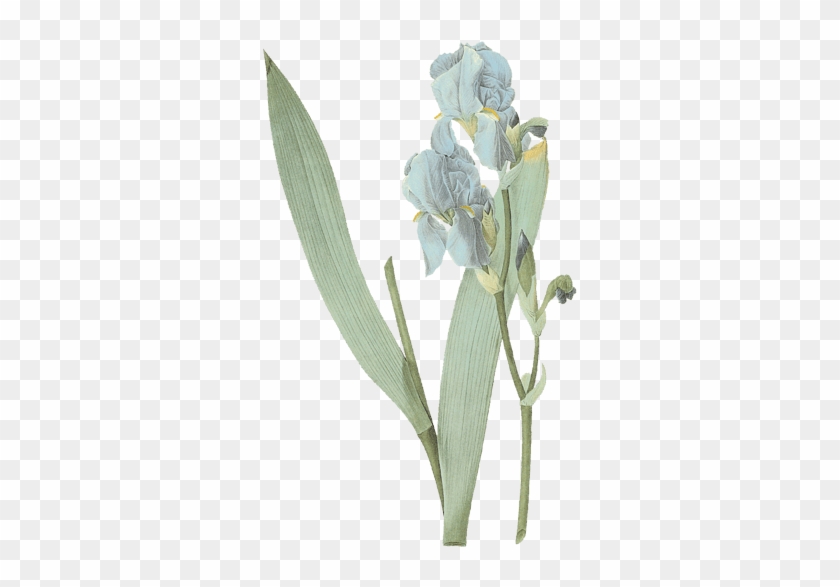 绿植花卉鲜花兰花 - Giclee Painting: Redouté's Iris Pallida, From `les #1226852