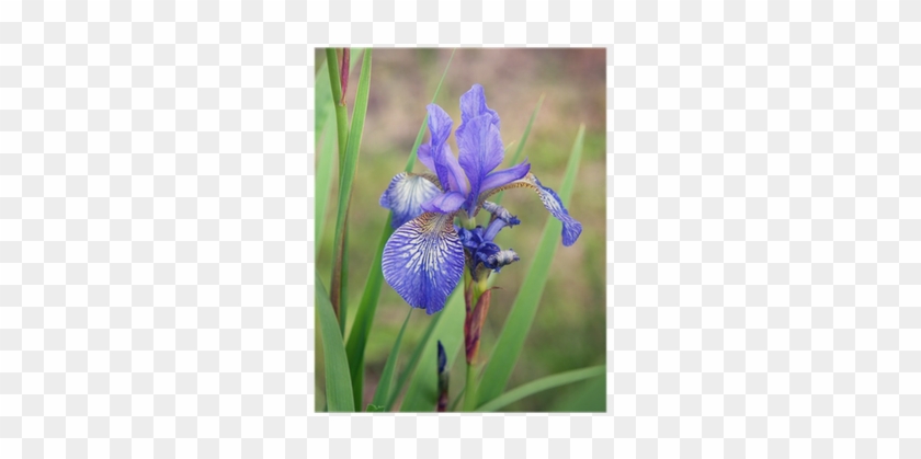 Siberian Iris #1226858