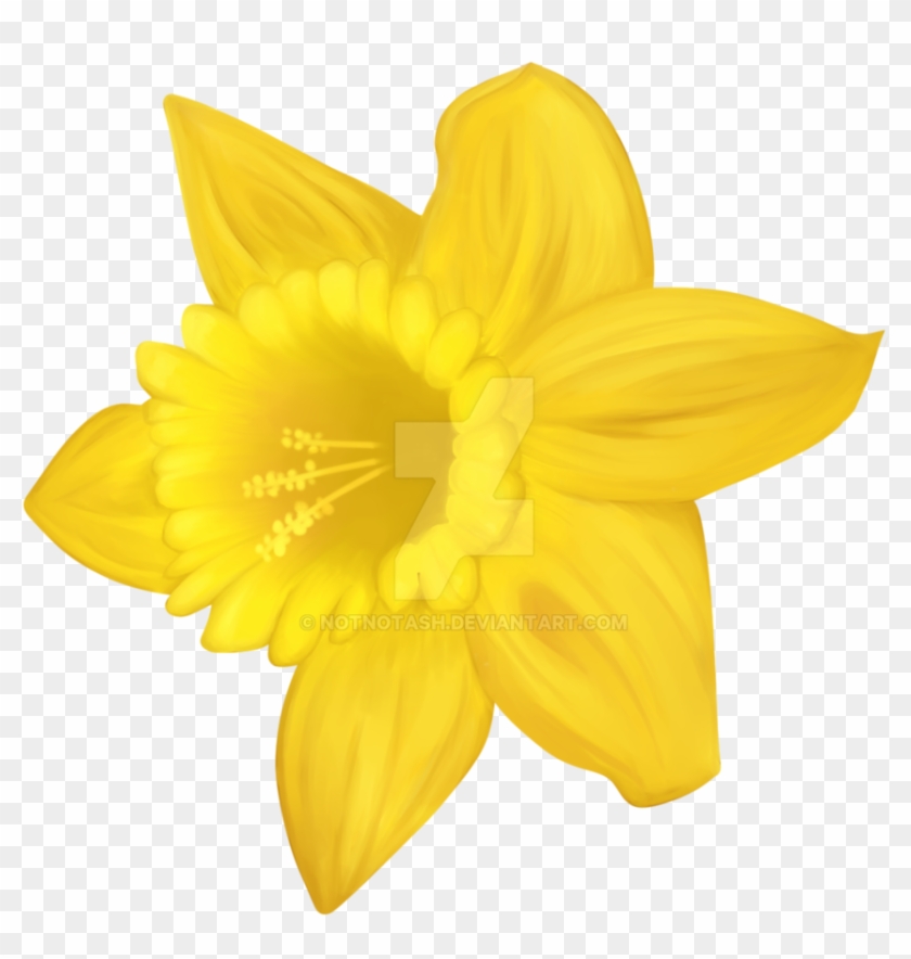 Daffodil By Notnotash - Welsh Daffodil Clip Art #1226861