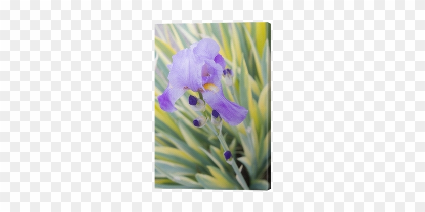 Iris Pallida 'variegata' #1226863