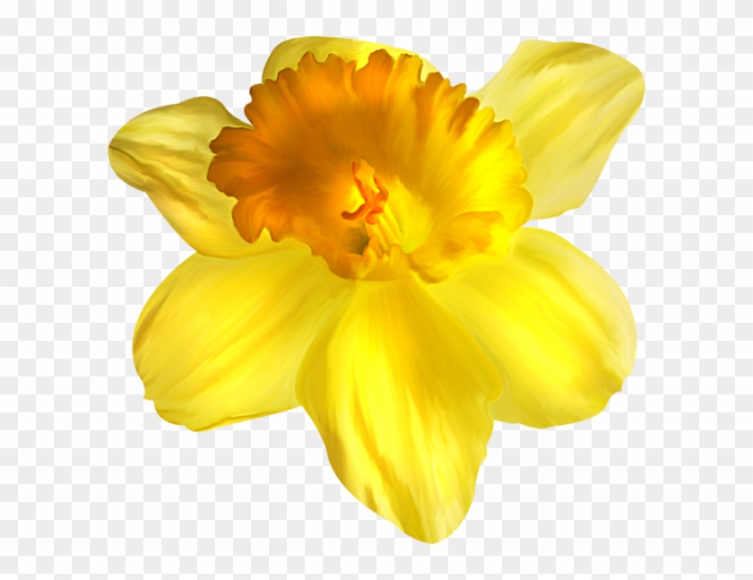 Tcflowers Garden Roses Balashikha Petal - Zheleznodorozhny #1226875