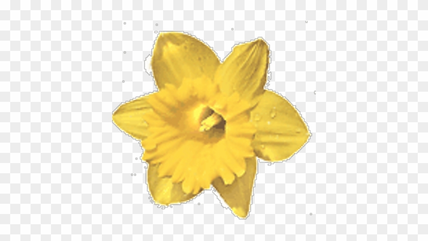 Holidays4u - Daffodil #1226878