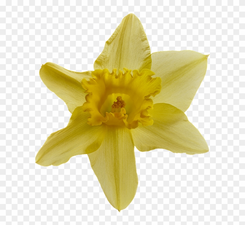 Transparent Background Daffodil Clipart #1226892