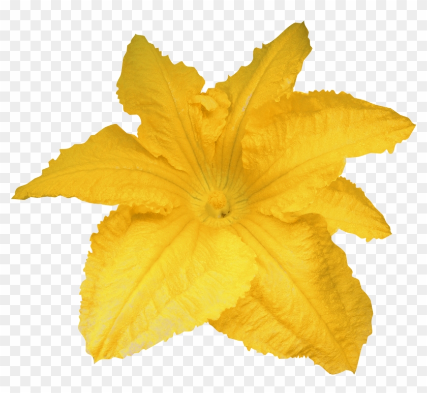 Calabaza Pumpkin Flower Yellow - Pumpkin Flower Png #1226901