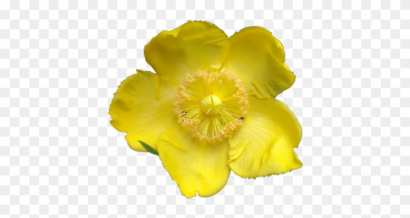 Mainpicture - Yellow Flower Texture Png #1226920