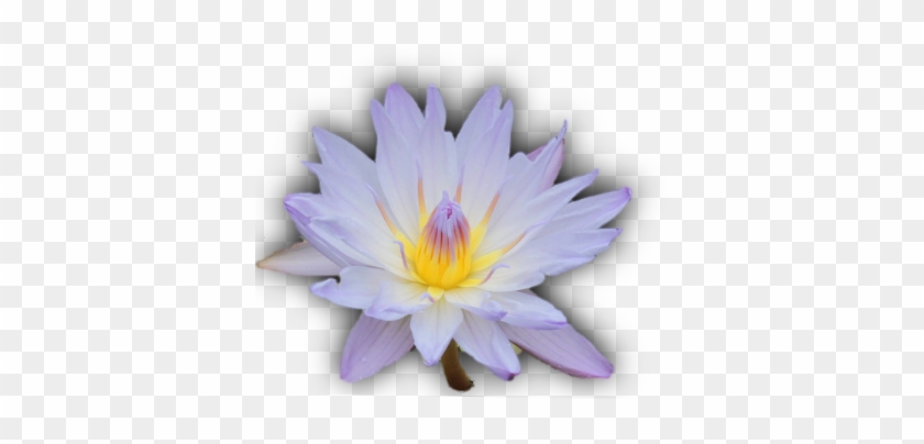 Playpen - Sacred Lotus #1226925