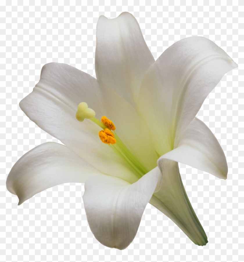 Resultado De Imagen Para Imagenes En Png Para Photoshop - White Lily Flower Png #1226930