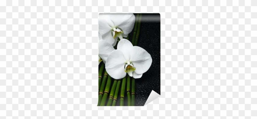 Image Of The Spa Concept Three Orchid, Bamboo Grove - Moth Orchid #1226932