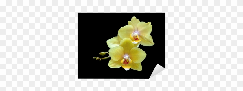 Aufkleber Gelbe Orchidee Auf Einem Schwarzen Hintergrund - Yellow #1226935