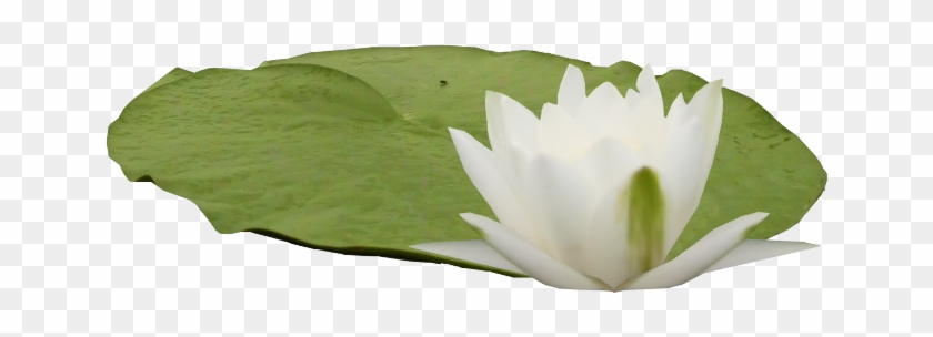 Clip Art, Illustrations - Water Lily #1226936