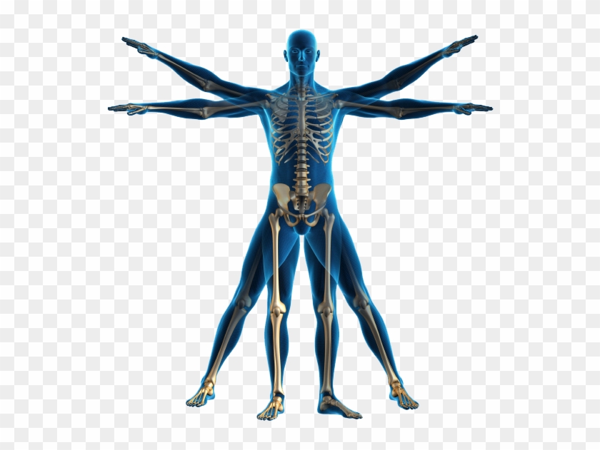 Human Body Transparent Png #197101